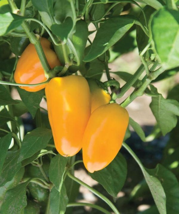 Lunchbox Yellow - Organic Snack Pepper Seed