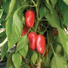 Lunchbox Red - Organic Snack Pepper Seed