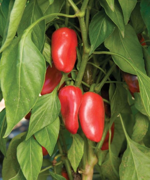 Lunchbox Red - Organic Snack Pepper Seed