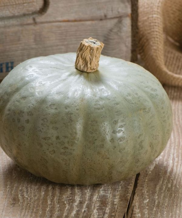 Winter Sweet - Organic (F1) Kabocha Squash Seed