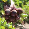 Zeppo - (F1) Beet Seed