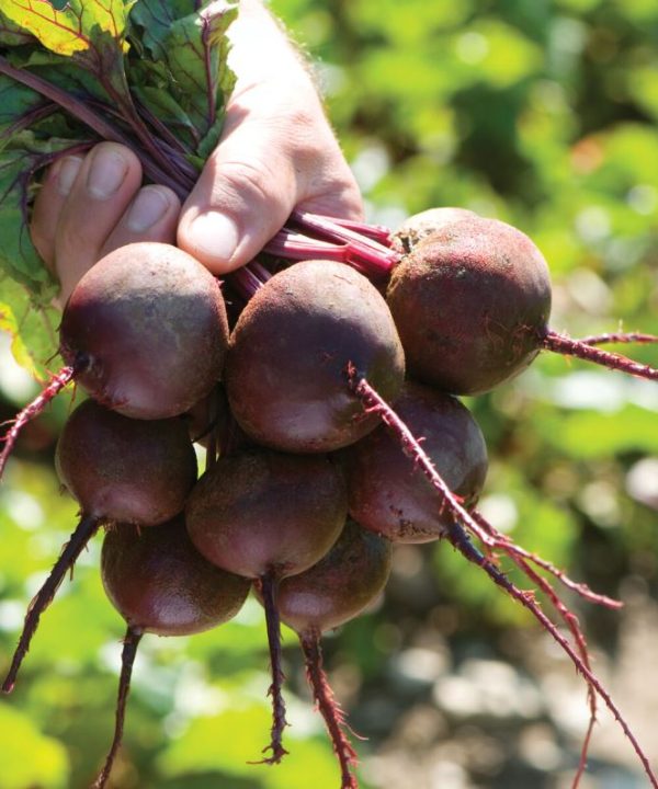 Zeppo - (F1) Beet Seed