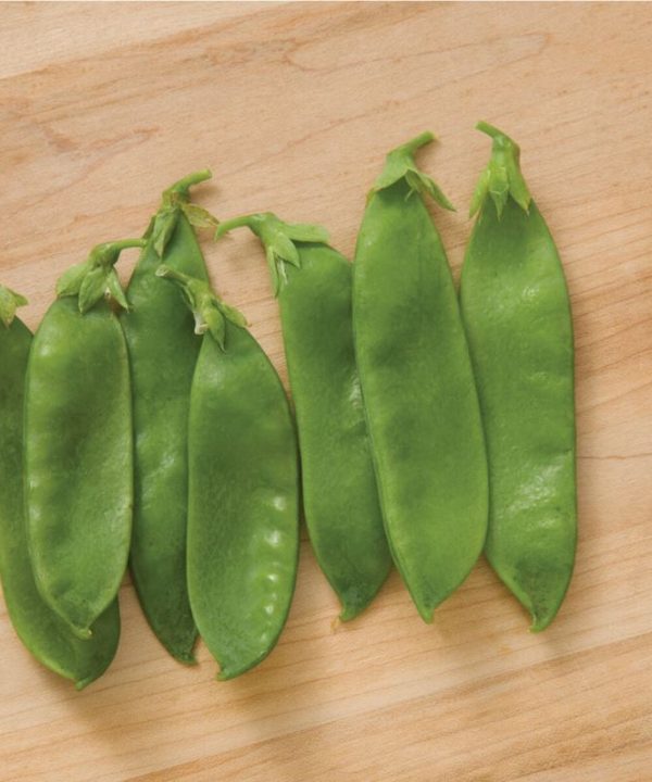 Avalanche - Pea Seed