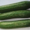 Amiga - (F1) Cucumber Seed