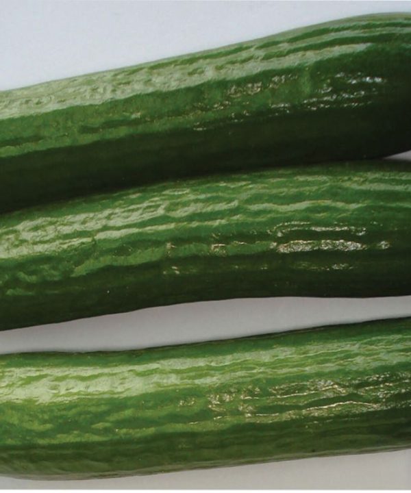Amiga - (F1) Cucumber Seed