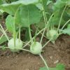Quickstar - (F1) Kohlrabi Seed