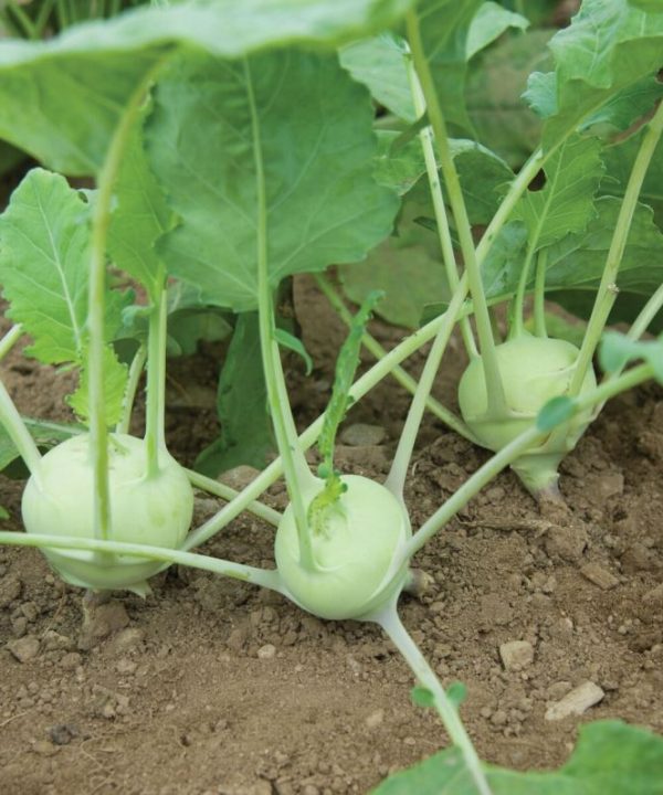 Quickstar - (F1) Kohlrabi Seed