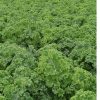 Starbor - (F1) Kale Seed