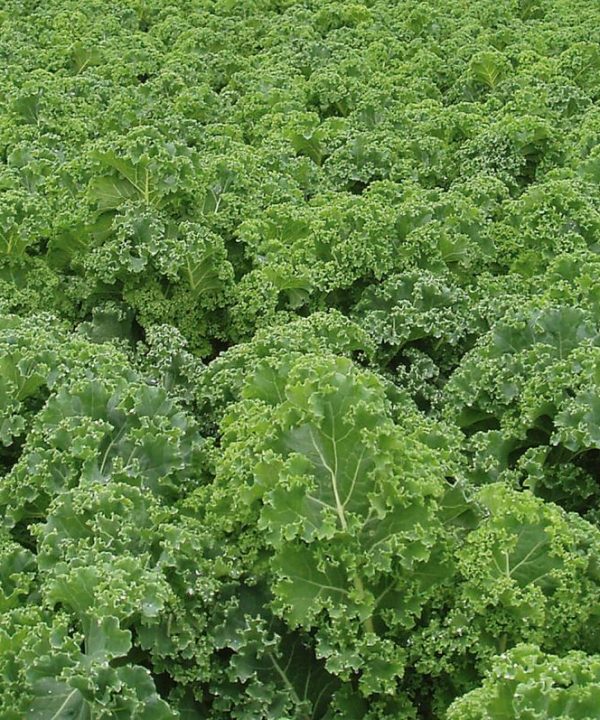 Starbor - (F1) Kale Seed