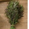 Red Splendor - Mustard Green Seed