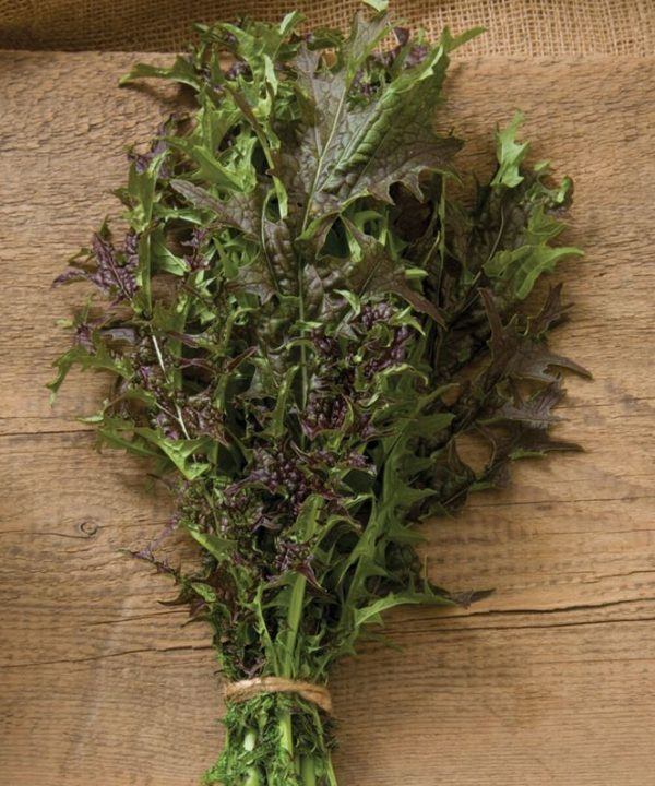 Red Splendor - Mustard Green Seed