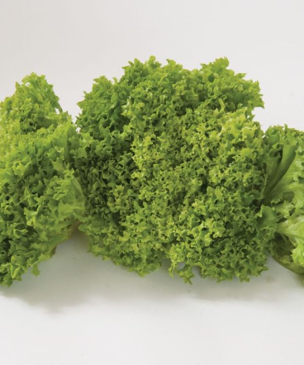 Salanova? Green Incised - Lettuce Seed