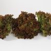 Salanova? Red Incised - Lettuce Seed