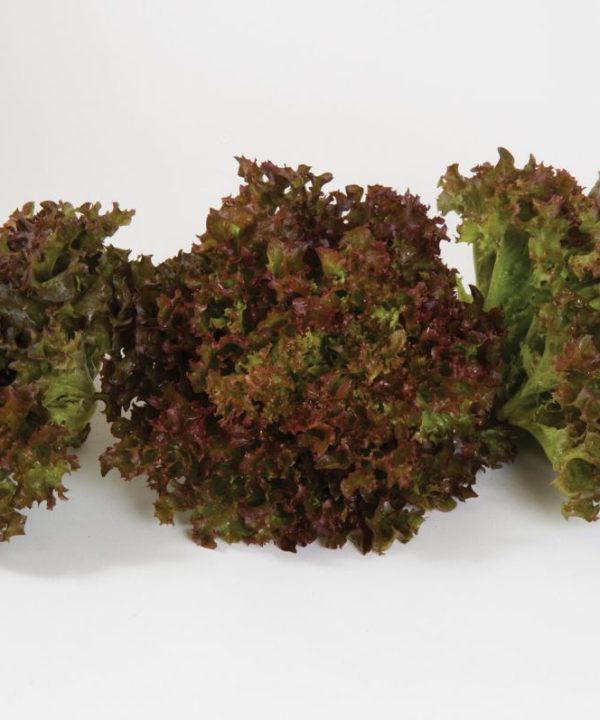 Salanova? Red Incised - Lettuce Seed