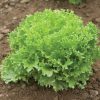 Salanova? Green Sweet Crisp - Lettuce Seed