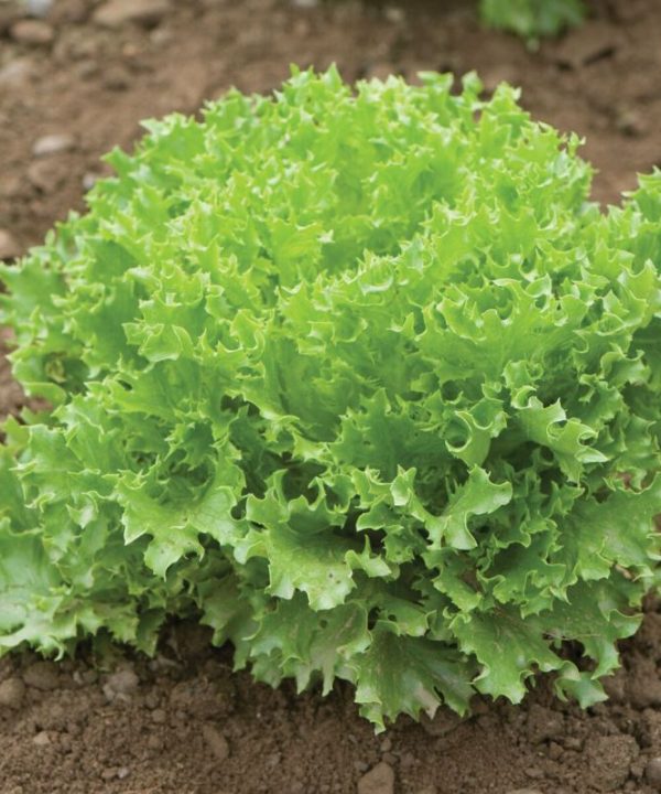 Salanova? Green Sweet Crisp - Lettuce Seed