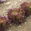 Salanova? Red Sweet Crisp - Lettuce Seed