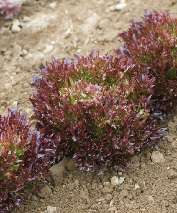 Salanova? Red Sweet Crisp - Lettuce Seed