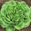 Salanova? Green Butter - Lettuce Seed