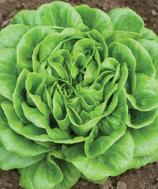 Salanova? Green Butter - Lettuce Seed
