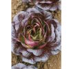 Salanova Red Butter - Lettuce Seed