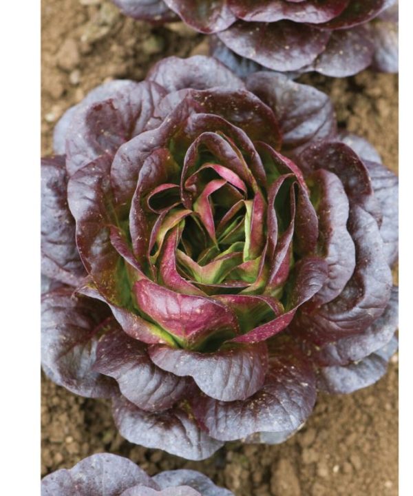 Salanova Red Butter - Lettuce Seed