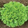 Salanova? Green Oakleaf - Lettuce Seed