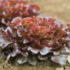 Salanova? Red Oakleaf - Lettuce Seed