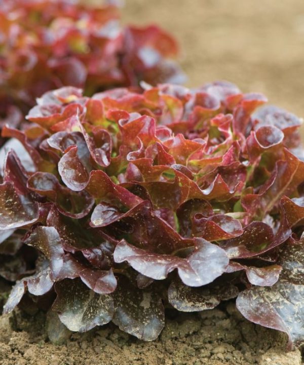 Salanova? Red Oakleaf - Lettuce Seed