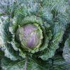 Deadon - (F1) Cabbage Seed