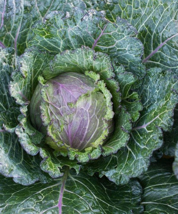 Deadon - (F1) Cabbage Seed