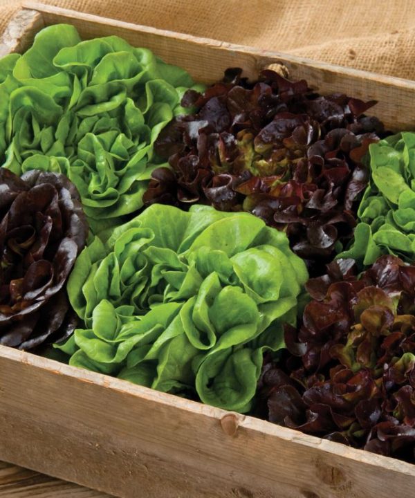 Salanova? Home Garden Mix - Lettuce Seed