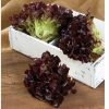 Rouxai - Lettuce Seed