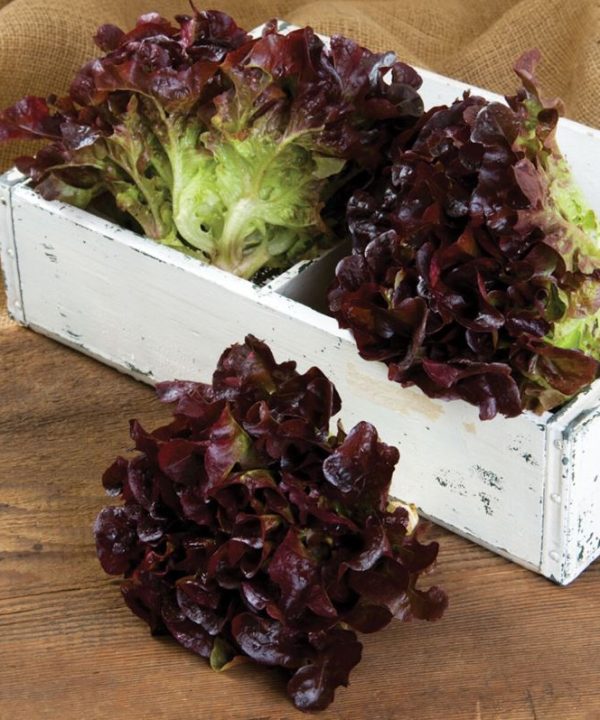 Rouxai - Lettuce Seed