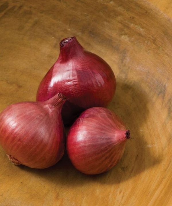 Camelot - (F1) Shallot Seed