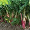 Peppermint - Swiss Chard Seed