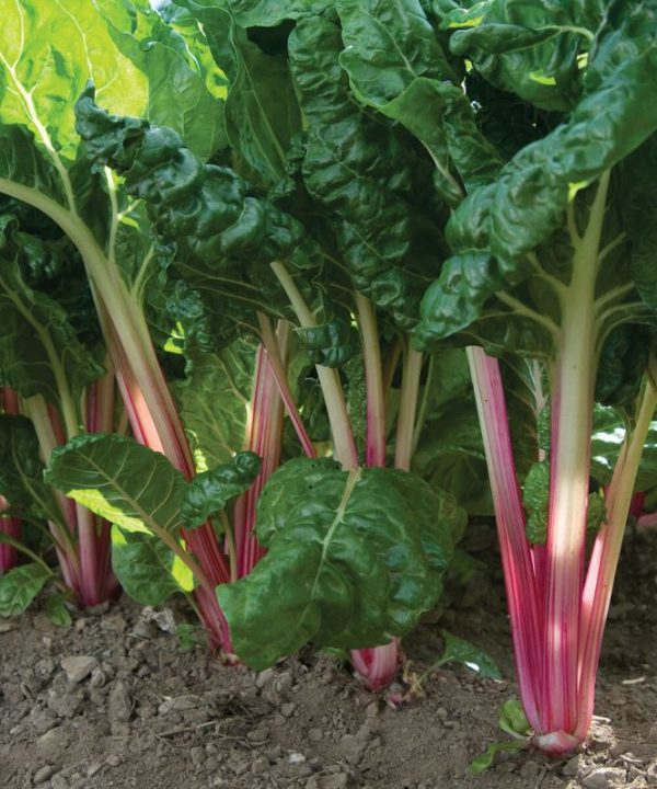 Peppermint - Swiss Chard Seed