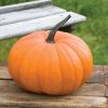 Flatso - (F1) Pumpkin Seed