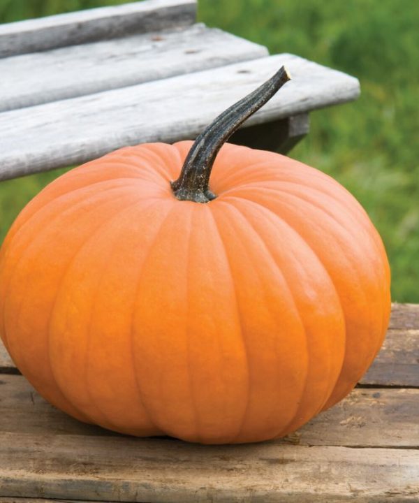 Flatso - (F1) Pumpkin Seed