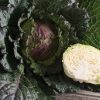 Deadon - Organic (F1) Cabbage Seed