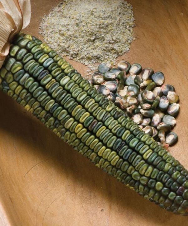 Oaxacan Green - Corn Seed