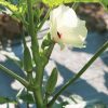 Jambalaya - (F1) Okra Seed