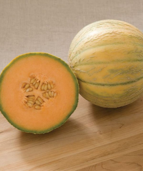 Escorial - (F1) Melon Seed