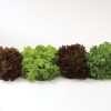 Salanova Foundation Lettuce Seed