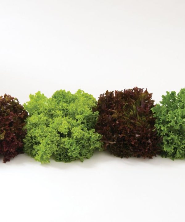 Salanova Foundation Lettuce Seed