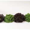 Salanova Premier Collection - Lettuce Seed