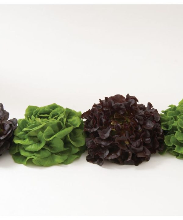 Salanova Premier Collection - Lettuce Seed