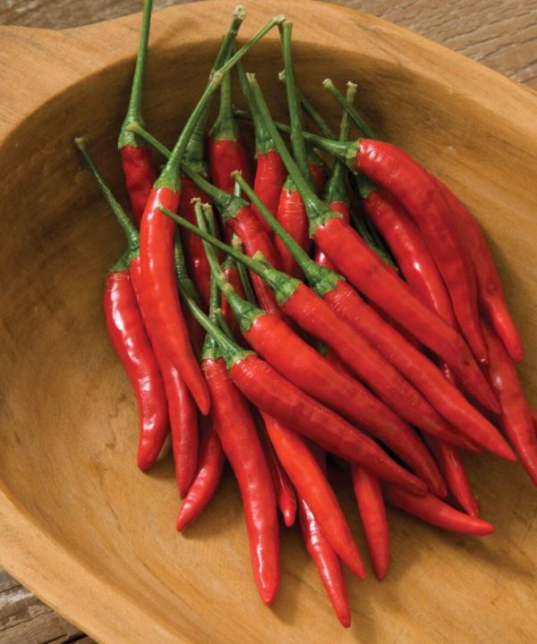 Bangkok - (F1) Thai Chile Pepper Seed