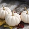 Casperita - (F1) Pumpkin Seed