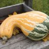 Autumn Colors Cushaw - (F1) Pumpkin Seed